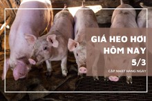 Giá heo hơi hôm nay (5/3): Tiếp đà tăng, cao nhất 81.000 đồng/kg