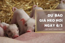 Dự báo giá heo hơi ngày 6/3: Tiếp tục tăng cao ở ba miền?