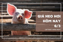Giá heo hơi hôm nay (6/3): Tăng sốc, lập đỉnh mới 83.000 đồng/kg