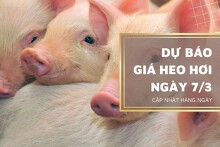 Dự báo giá heo hơi ngày 7/3: Đà tăng chưa có dấu hiệu dừng lại