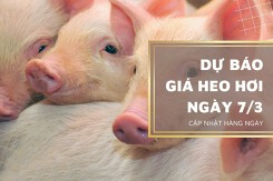 Dự báo giá heo hơi ngày 7/3: Đà tăng chưa có dấu hiệu dừng lại