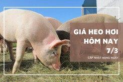Giá heo hơi hôm nay (7/3): Miền Bắc tăng đồng loạt 1.000 đồng/kg