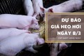 Dự báo giá heo hơi ngày 8/3: Khan hiếm nguồn cung sẽ tiếp tục đẩy giá lên cao