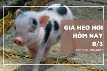 Giá heo hơi hôm nay (8/3): Bắc, Trung tiếp tục tăng, miền Nam hạ nhiệt