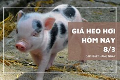 Giá heo hơi hôm nay (8/3): Bắc, Trung tiếp tục tăng, miền Nam hạ nhiệt