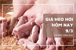 Giá heo hơi hôm nay (9/3): Thị trường liên tục tăng, chạm ngưỡng 83.000 đồng/kg trong tuần qua