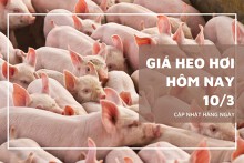 Giá heo hơi hôm nay (10/3): Đi ngang toàn vùng, cao nhất 83.000 đồng/kg