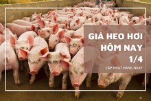 Giá heo hơi hôm nay 1/4: Nhiều tỉnh miền Bắc đồng loạt hạ giá