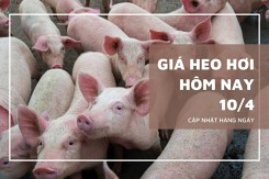 Giá heo hơi hôm nay 10/4: Cao nhất 73.000 đồng/kg tại Cà Mau