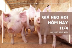 Giá heo hơi hôm nay 11/4: Miền Nam bật tăng, miền Bắc giảm về 67.000 đồng/kg