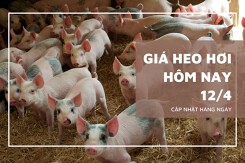 Giá heo hơi hôm nay 12/4: Miền Bắc tăng nhẹ, cao nhất 69.000 đồng/kg tại Phú Thọ