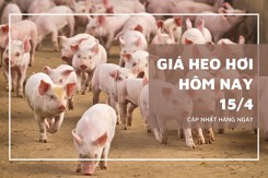 Giá heo hơi hôm nay 15/4: Thái Bình tăng mạnh 2.000 đồng/kg, chạm mốc 70.000 đồng/kg