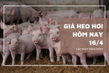 Giá heo hơi hôm nay 16/4: Ba miền nhích nhẹ, Bến Tre cao nhất 75.000 đồng/kg
