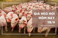 Giá heo hơi hôm nay 18/4: Ba miền ổn định, Đồng Nai – Bến Tre giữ đỉnh 75.000 đồng/kg