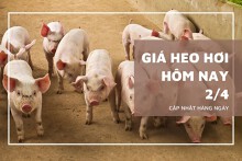 Giá heo hơi hôm nay 2/4: Miền Nam giảm, miền Bắc ổn định