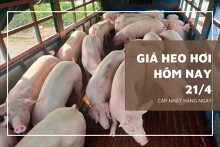 Giá heo hơi hôm nay 21/4: Cao nhất 75.000 đồng/kg tại Đồng Nai, Tiền Giang, Trà Vinh và Bến Tre