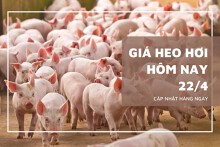 Giá heo hơi hôm nay 22/4: Đồng Nai và nhiều tỉnh phía Nam đồng loạt tăng lên 76.000 đồng/kg