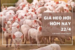 Giá heo hơi hôm nay 22/4: Đồng Nai và nhiều tỉnh phía Nam đồng loạt tăng lên 76.000 đồng/kg
