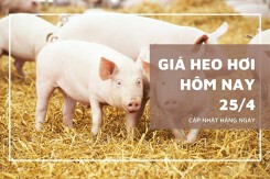 Giá heo hơi hôm nay 25/4: Miền Bắc giảm nhẹ, Hà Nội và Thái Nguyên giữ đỉnh 68.000 đồng/kg