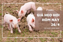 Giá heo hơi hôm nay 26/4: Hà Nam, Ninh Bình giảm về mức thấp nhất 66.000 đồng/kg