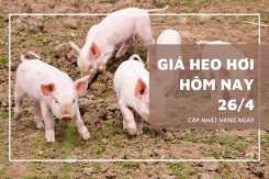 Giá heo hơi hôm nay 26/4: Hà Nam, Ninh Bình giảm về mức thấp nhất 66.000 đồng/kg