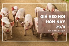 Giá heo hơi hôm nay 29/4: Đồng Nai và nhiều tỉnh phía Nam hạ nhiệt, rời đỉnh 75.000 đồng/kg