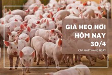 Giá heo hơi hôm nay 30/4: Giảm rải rác, Cà Mau và Bến Tre duy trì đỉnh 75.000 đồng/kg