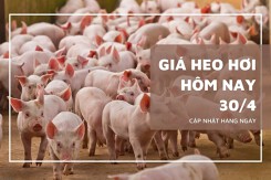 Giá heo hơi hôm nay 30/4: Giảm rải rác, Cà Mau và Bến Tre duy trì đỉnh 75.000 đồng/kg