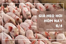 Giá heo hơi hôm nay 6/4: Miền Nam giảm sâu, miền Bắc - miền Trung diễn biến trái chiều trong tuần qua