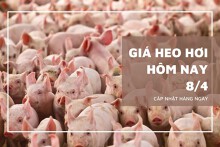 Giá heo hơi hôm nay 8/4: Thị trường ổn định trên cả ba miền