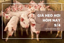 Giá heo hơi hôm nay 9/4: Miền Bắc tăng nhẹ, miền Nam giảm rải rác