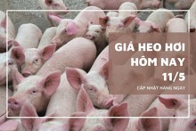 Giá heo hơi hôm nay 11/5: Miền Bắc bật tăng, miền Nam vẫn giữ giá cao nhất trong tuần qua
