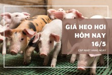 Giá heo hơi hôm nay 16/5: Cả nước ổn định, riêng An Giang nhích lên 75.000 đồng/kg