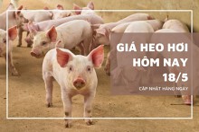 Giá heo hơi hôm nay 18/5: Miền Bắc và Trung đi ngang, miền Nam bật tăng lên 75.000 đồng/kg trong tuần qua