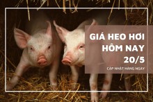 Giá heo hơi hôm nay 20/5: Bình Định, Khánh Hòa giảm nhẹ, lùi về mức 69.000 đồng/kg