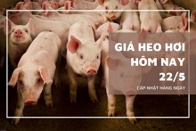 Giá heo hơi hôm nay 22/5: Tiếp tục chững giá trên cả ba miền