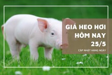 Giá heo hơi hôm nay 24/5: Ổn định toàn quốc, giảm nhẹ 1.000 đồng/kg tại vài địa phương trong tuần qua