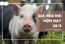 Giá heo hơi hôm nay 26/5: Miền Nam neo đỉnh 75.000 đồng/kg, cả nước duy trì ổn định