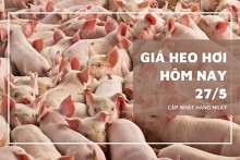 Giá heo hơi hôm nay 27/5: Bật tăng ở cả ba miền, Long An lập lại đỉnh 76.000 đồng/kg