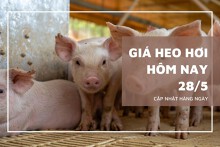 Giá heo hơi hôm nay 28/5: Thị trường ổn định, ba miền neo ở mức 67.000 - 76.000 đồng/kg