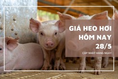 Giá heo hơi hôm nay 28/5: Thị trường ổn định, ba miền neo ở mức 67.000 - 76.000 đồng/kg