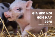 Giá heo hơi hôm nay 29/5: Hà Nội, Bình Dương và một số tỉnh bất ngờ tăng 1.000 đồng/kg