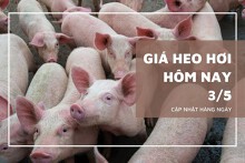 Giá heo hơi hôm nay 3/5: Miền Nam hạ nhẹ, Đồng Tháp và An Giang còn 73.000 đồng/kg