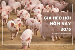 Giá heo hơi hôm nay 30/5: Tiếp tục đi ngang, cao nhất 76.000 đồng/kg tại miền Nam