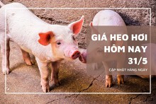 Giá heo hơi hôm nay 31/5: Ba miền duy trì ổn định, dao động 67.000 – 76.000 đồng/kg