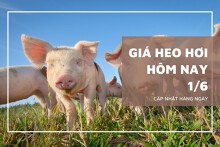 Giá heo hơi hôm nay 1/6: Ba miền đồng loạt tăng 1.000 - 2.000 đồng/kg trong tuần qua