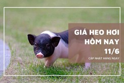 Giá heo hơi hôm nay 11/6: Giảm nhẹ ở miền Nam, nhiều địa phương về mốc 73.000 đồng/kg