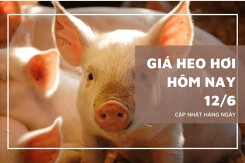 Giá heo hơi hôm nay 12/6: Đi ngang trên cả nước, Đồng Nai giữ mốc cao nhất 74.000 đồng/kg