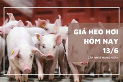 Giá heo hơi hôm nay 13/6: Tiếp tục lặng sóng trên cả nước