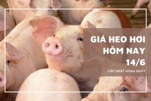 Giá heo hơi hôm nay 14/6: Miền Trung – Tây Nguyên và miền Nam giảm nhẹ, miền Bắc đi ngang